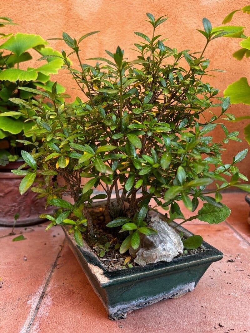 Serissa 6