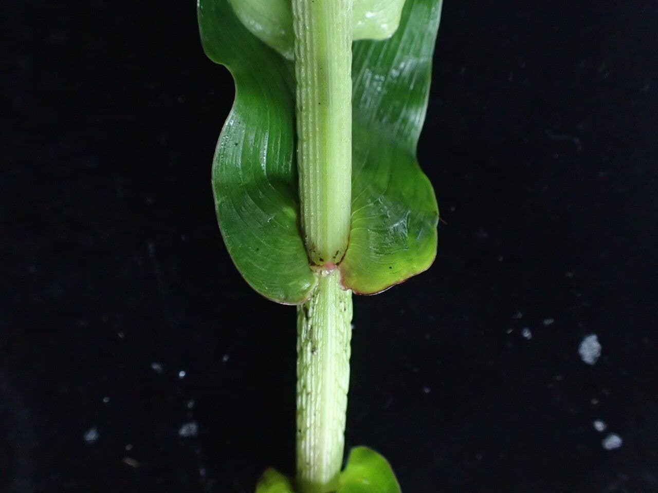 Roscoea 15