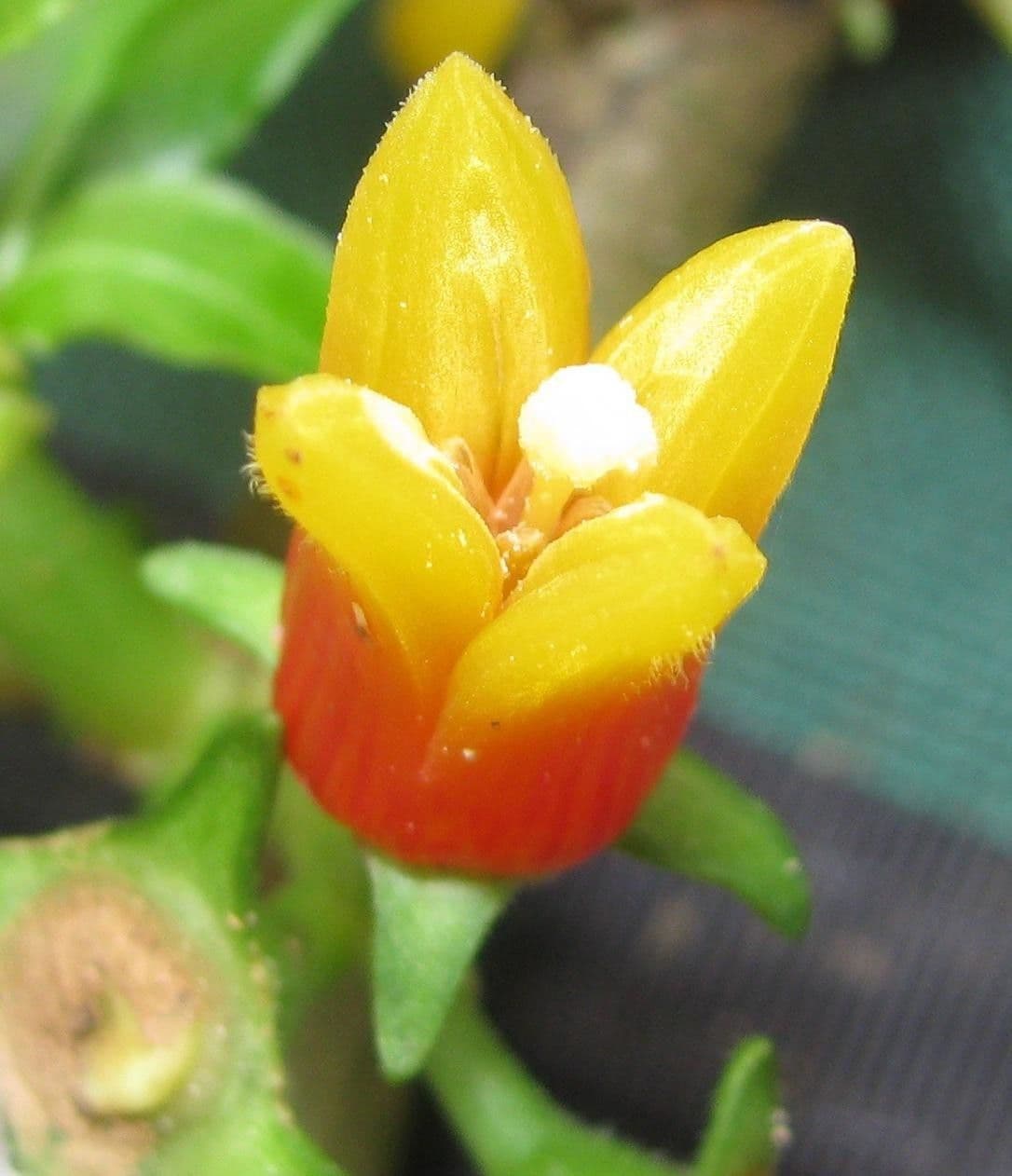 Hoffmannia 5