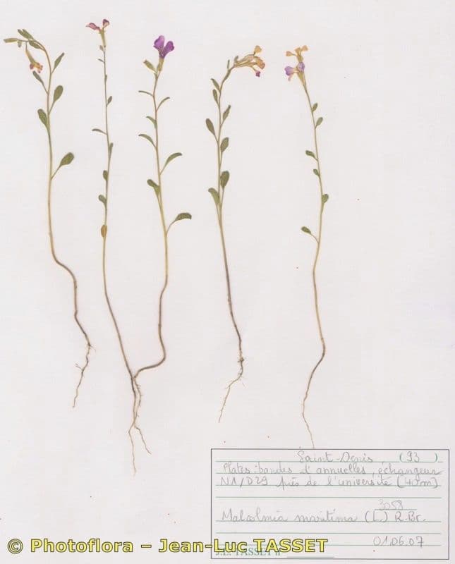 Malcolmia flexuosa 8