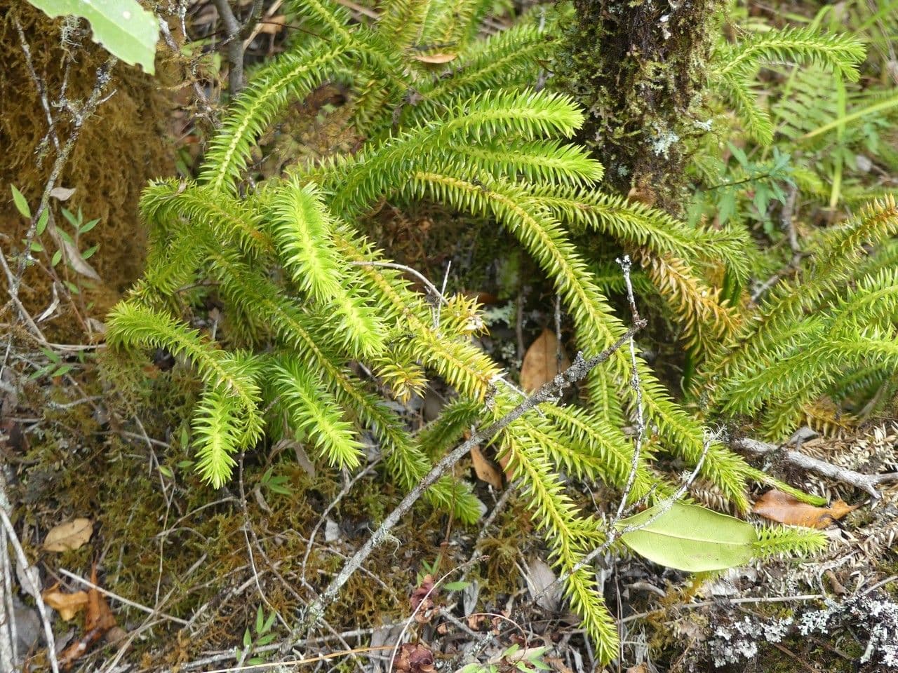 Huperzia squarrosa 4