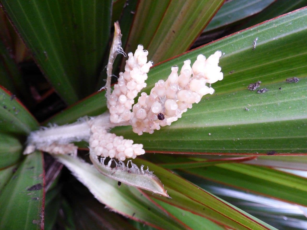 Astelia hemichrysa 21