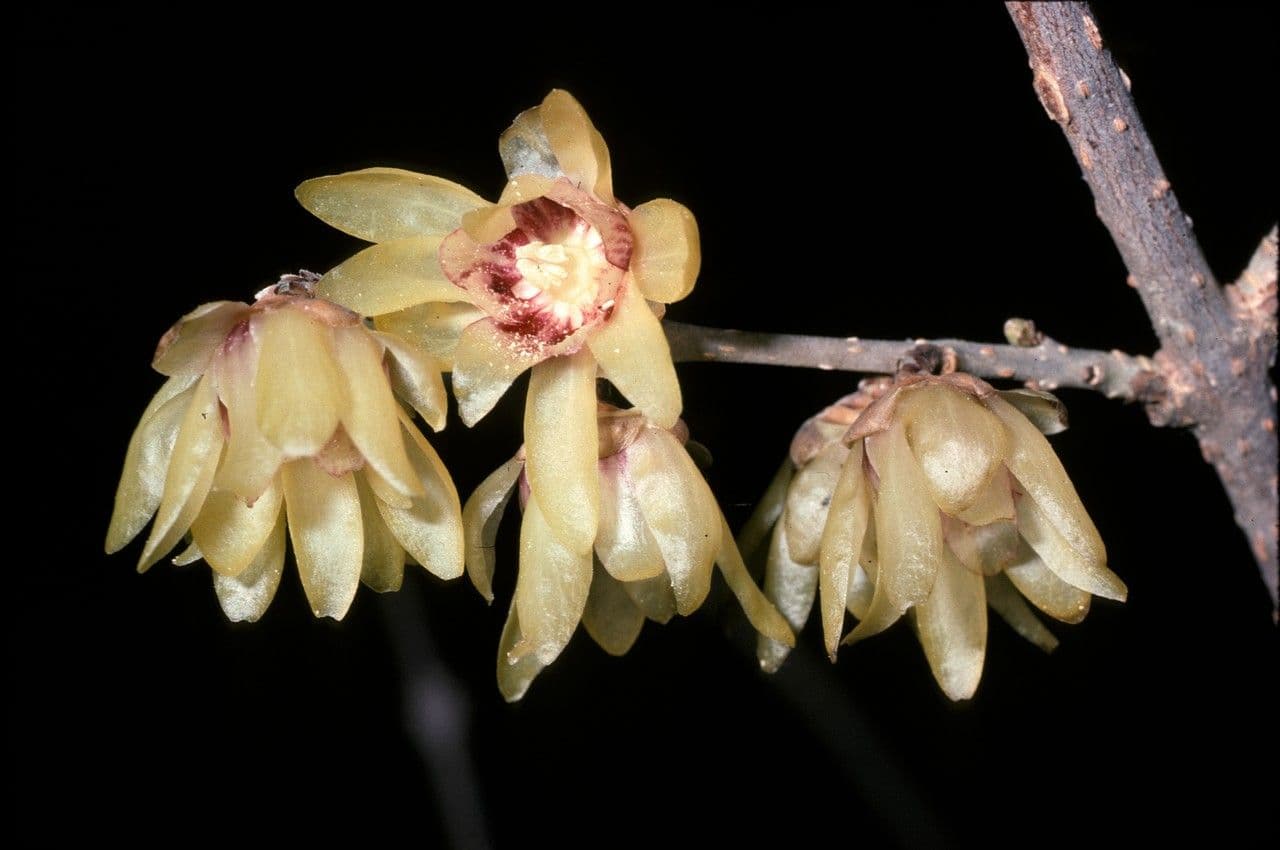Winterblüte 8