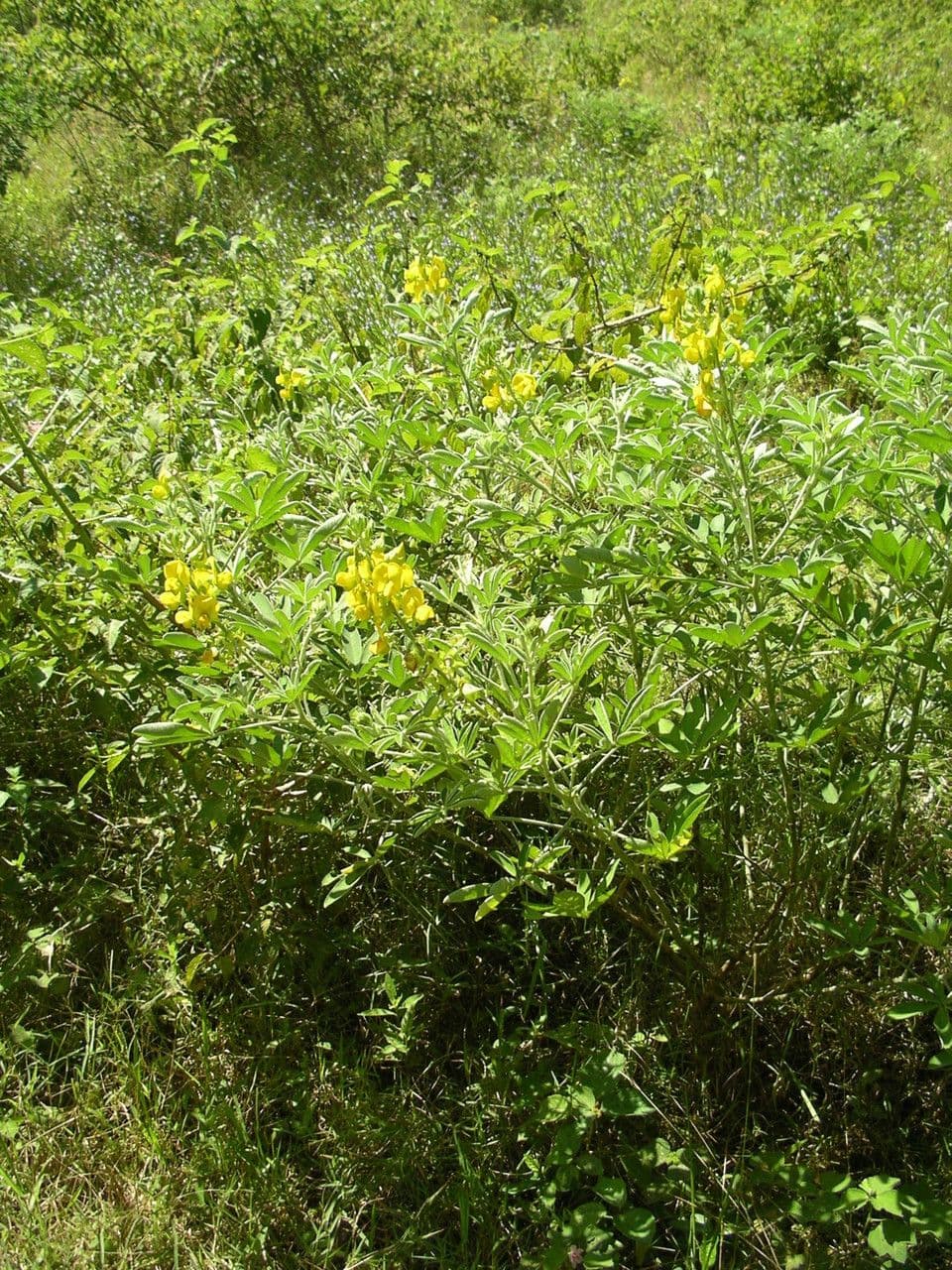 Hrozenec 5