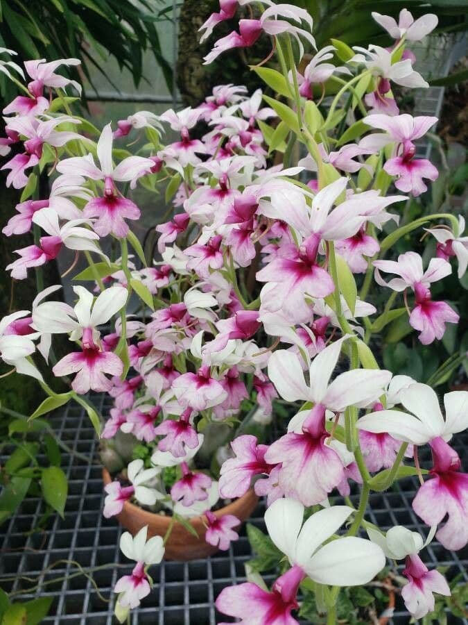 Calanthe 2