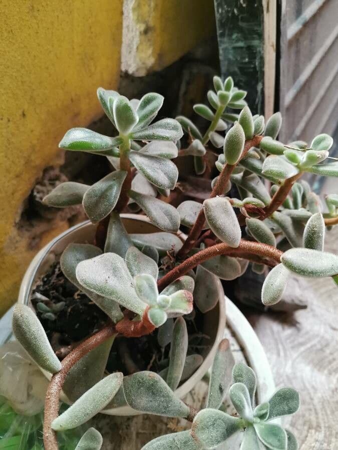 Echeveria 17