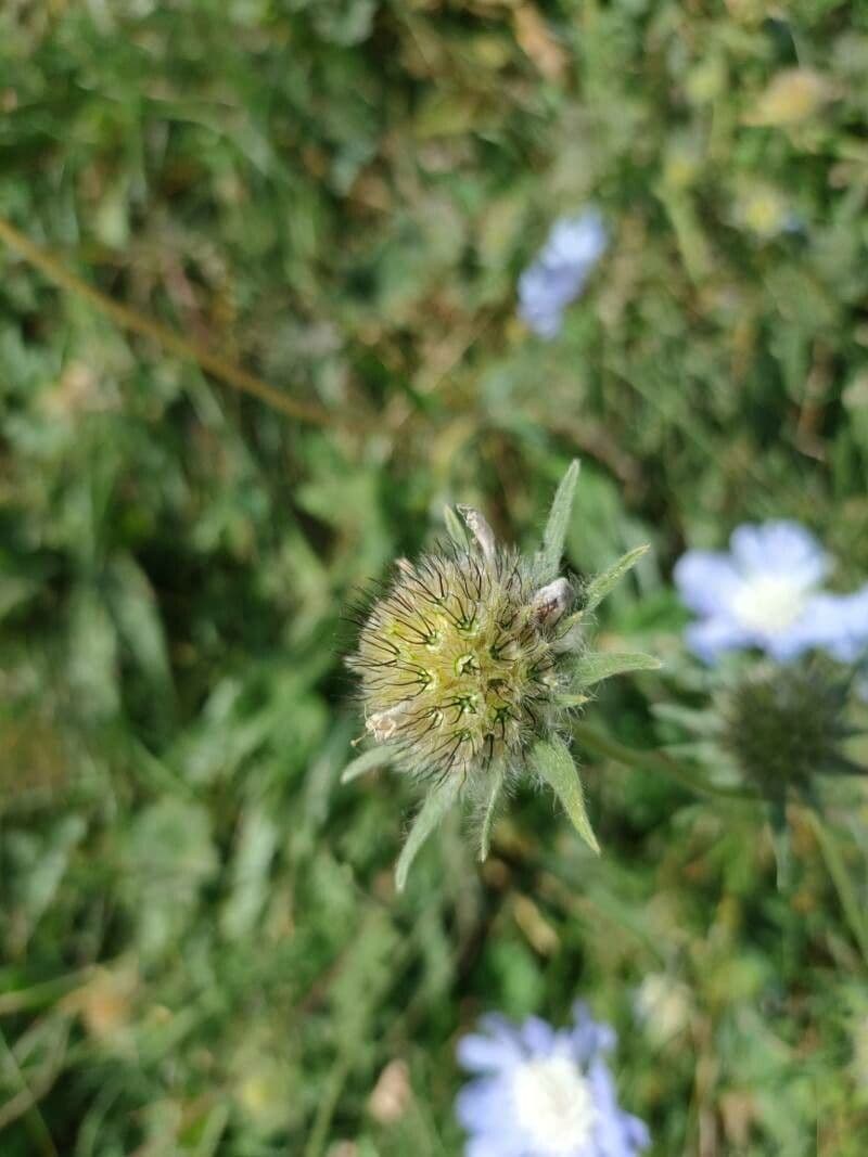 Didymocarpus
