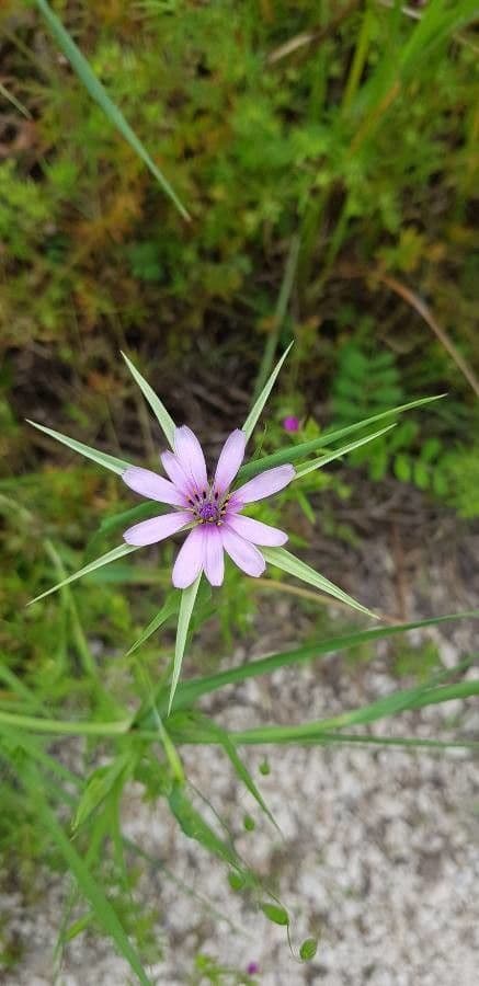 Geropogon hybridus 6