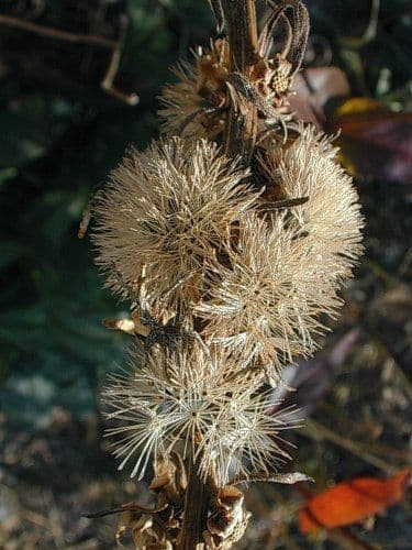 Liatris aspra