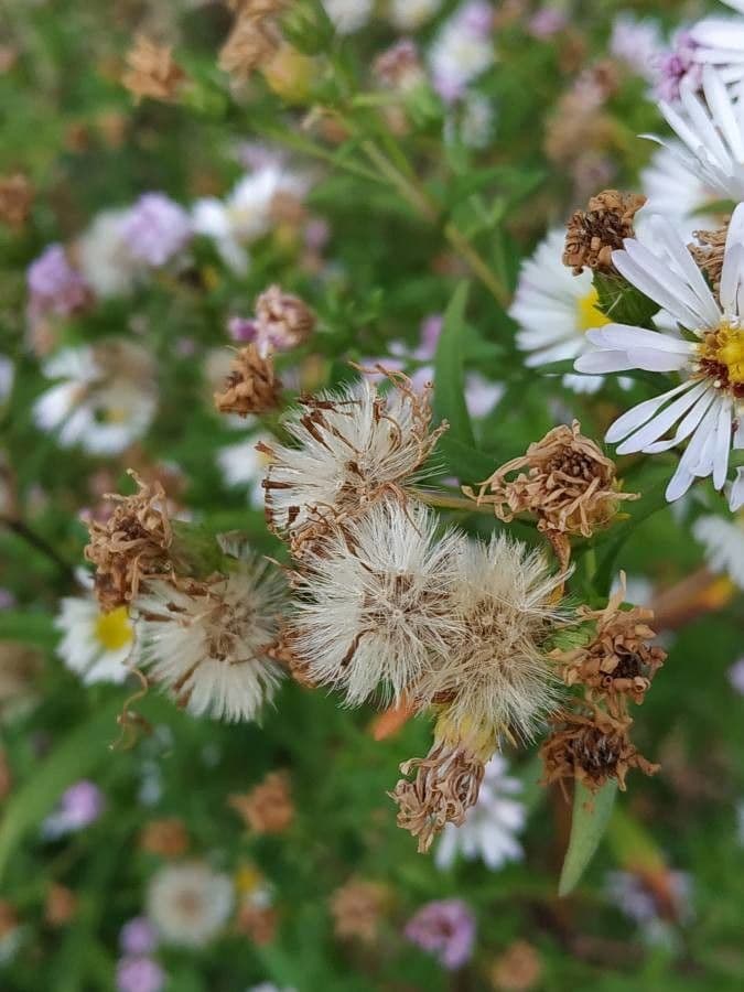Aster lanceolato