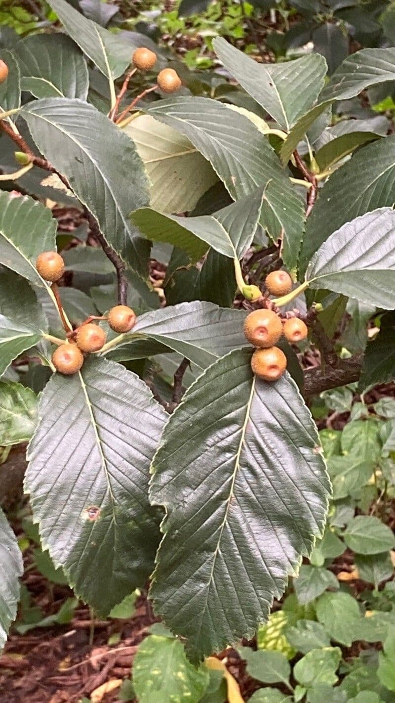 Thomsonaria kalonevrová