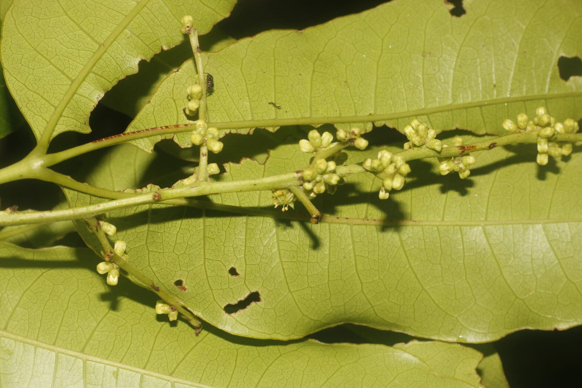 Tapirira 21