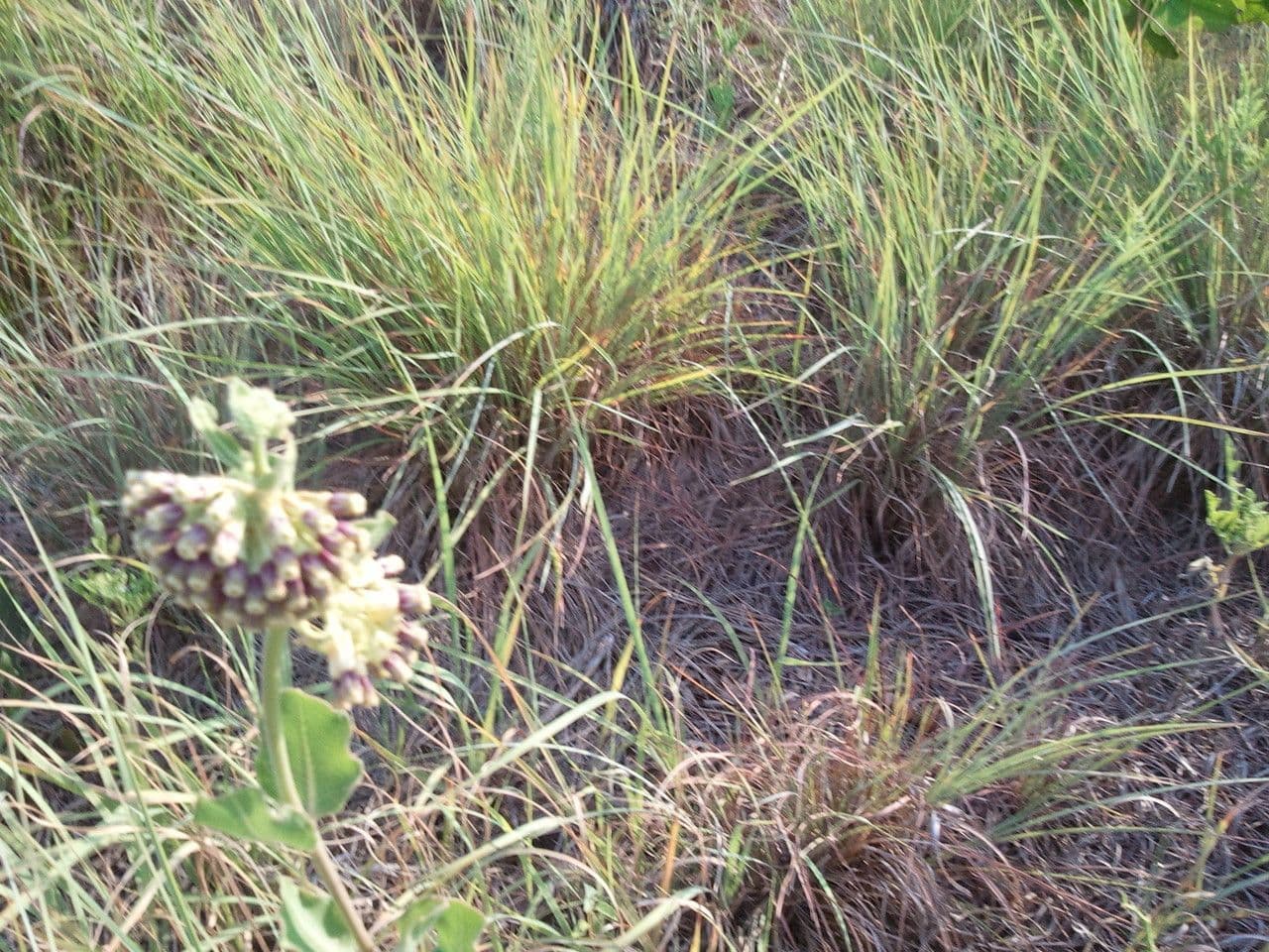 Asclépiade à fleurs vertes 13