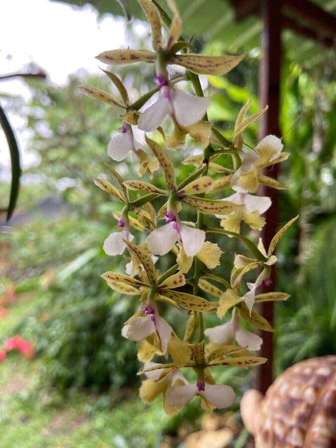 Epidendrum 4