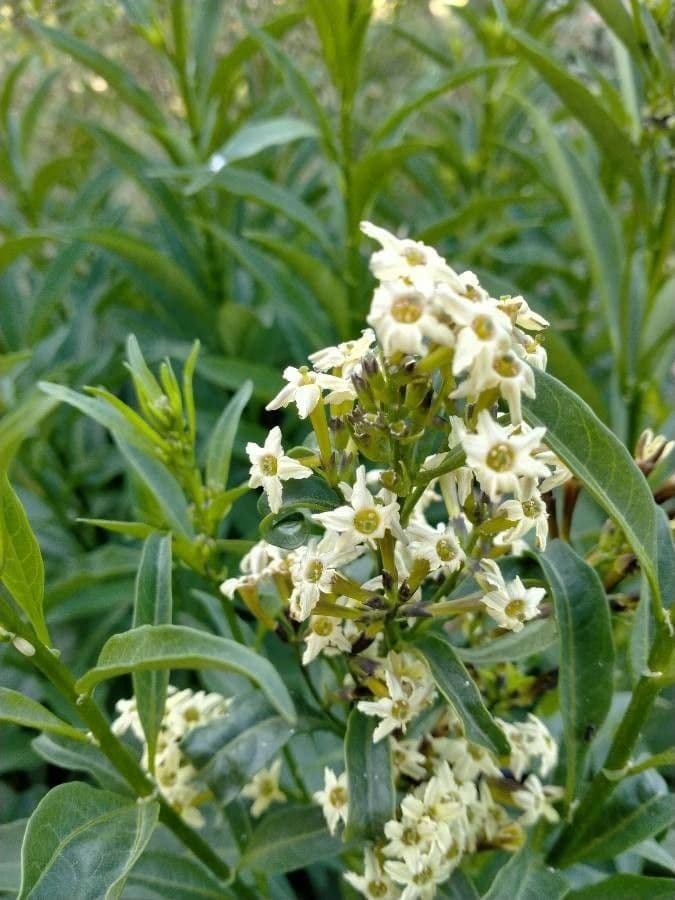 Cestrum 8