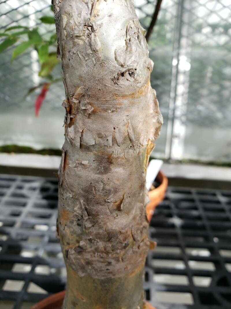 Cyphostemma 5