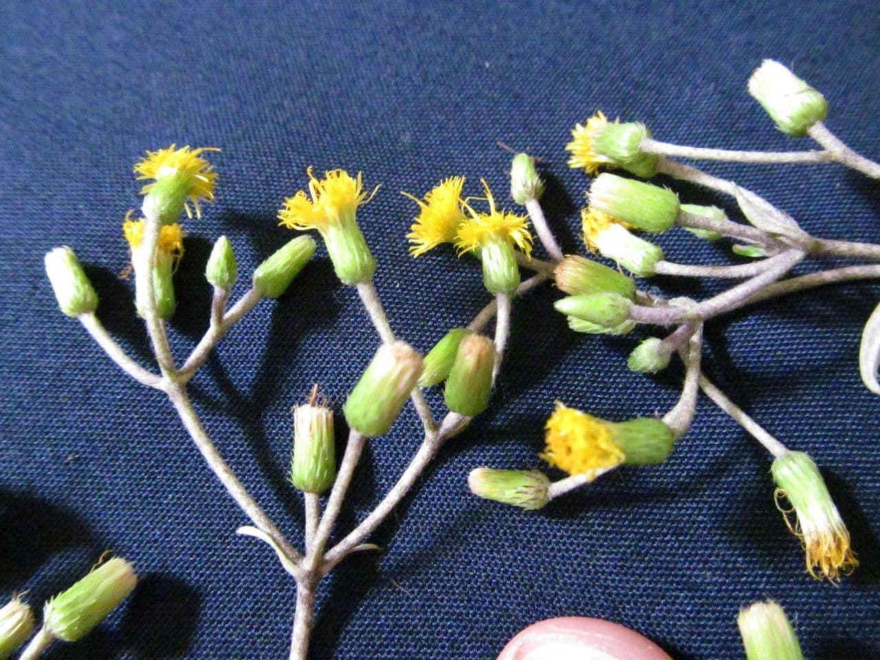 Liabum 6