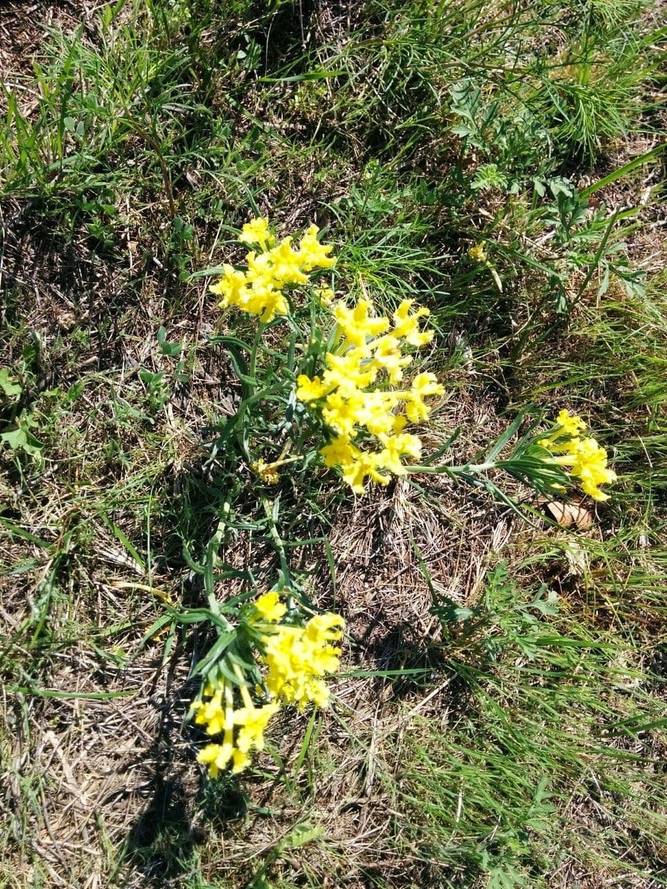 Lithospermum incisum 7