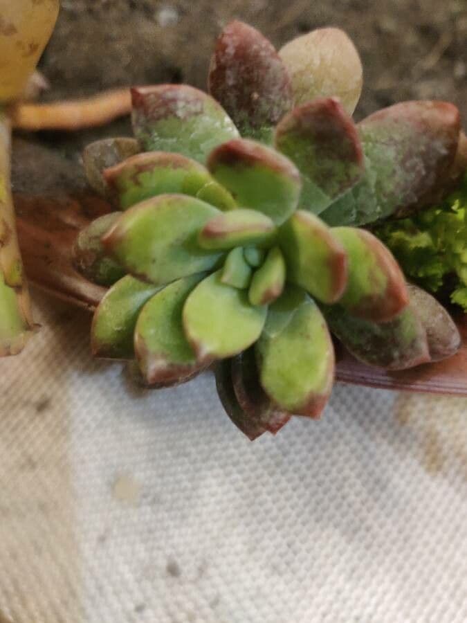 Echeveria 20