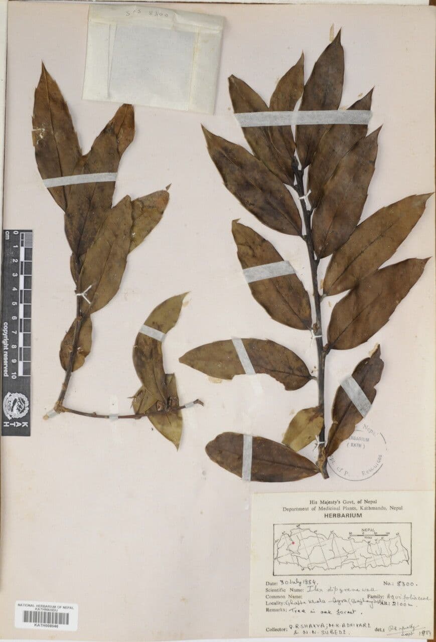 Ilex 10