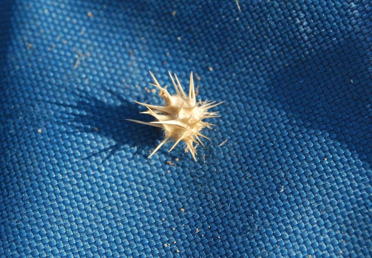 Cenchrus longispinus 3