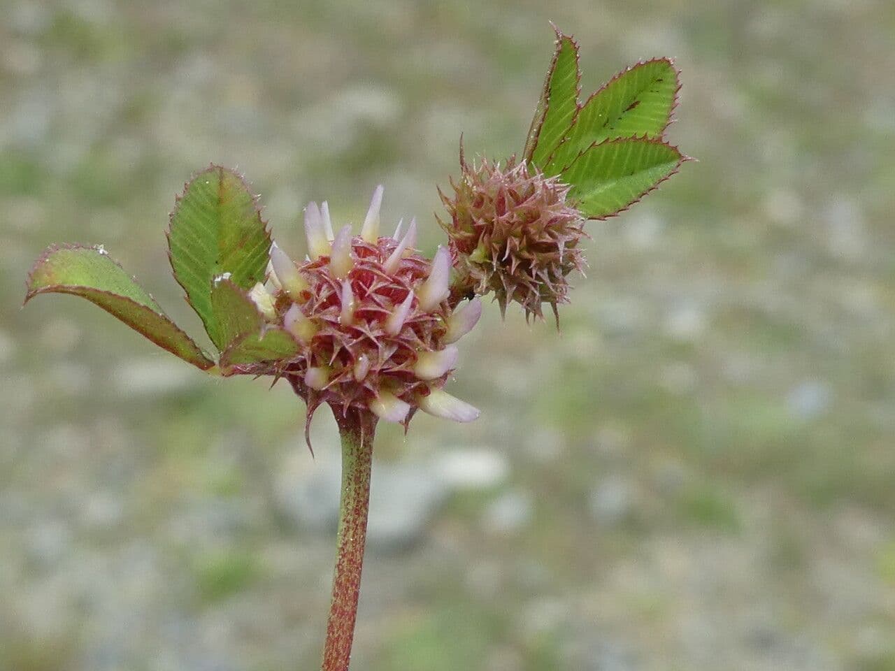 Trifoglio agglomerato 4