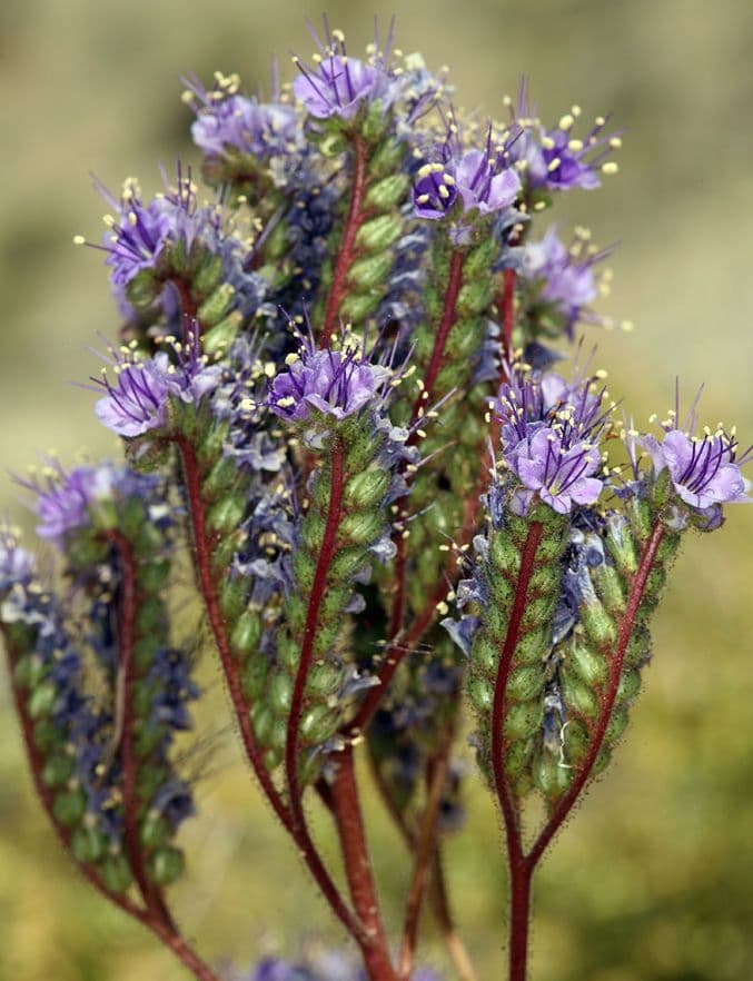 Facelia crenulata 6
