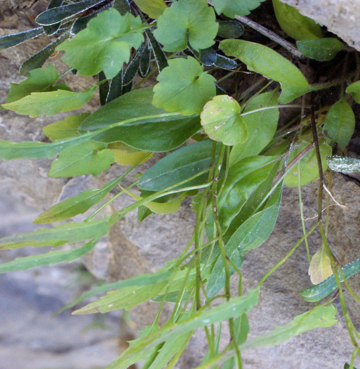 Campanula di Charmel 15