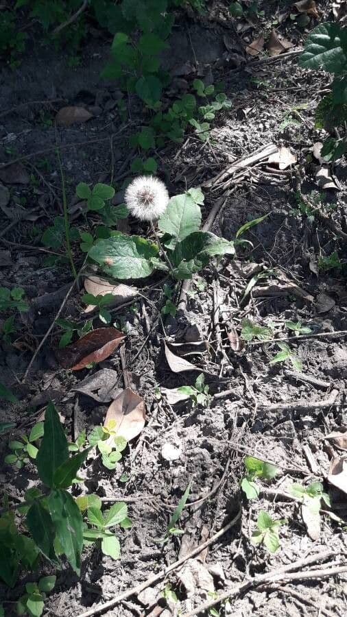 Chaptalia texana 3