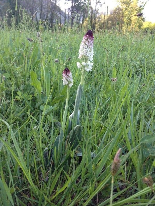 Orchide bruciacchiata 20