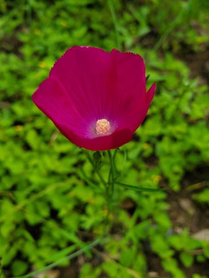 Callirhoe digitata 5