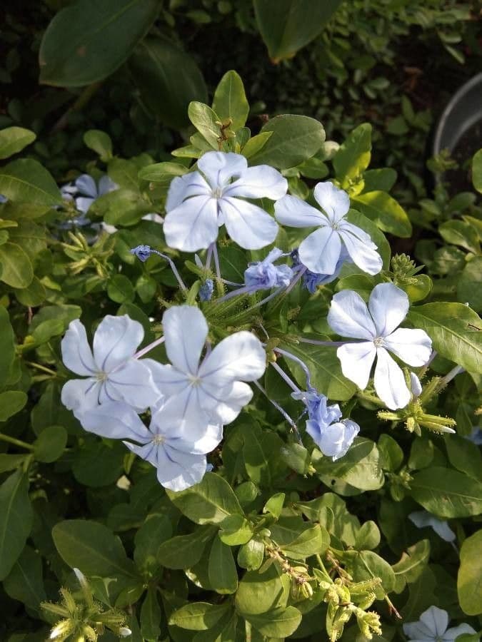 Plumbago zeylanica 6