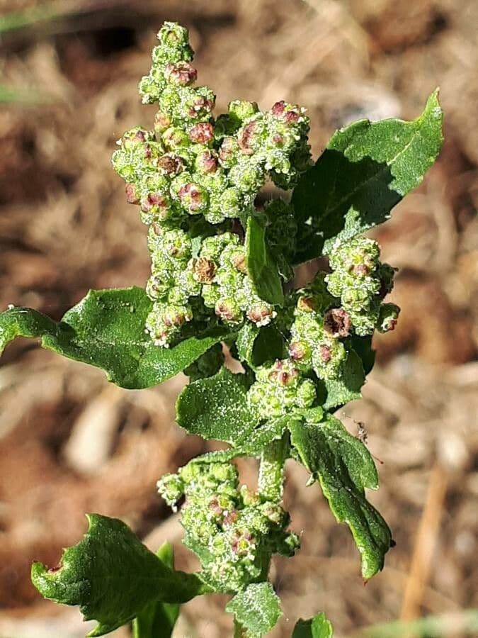 Chénopode des murs
