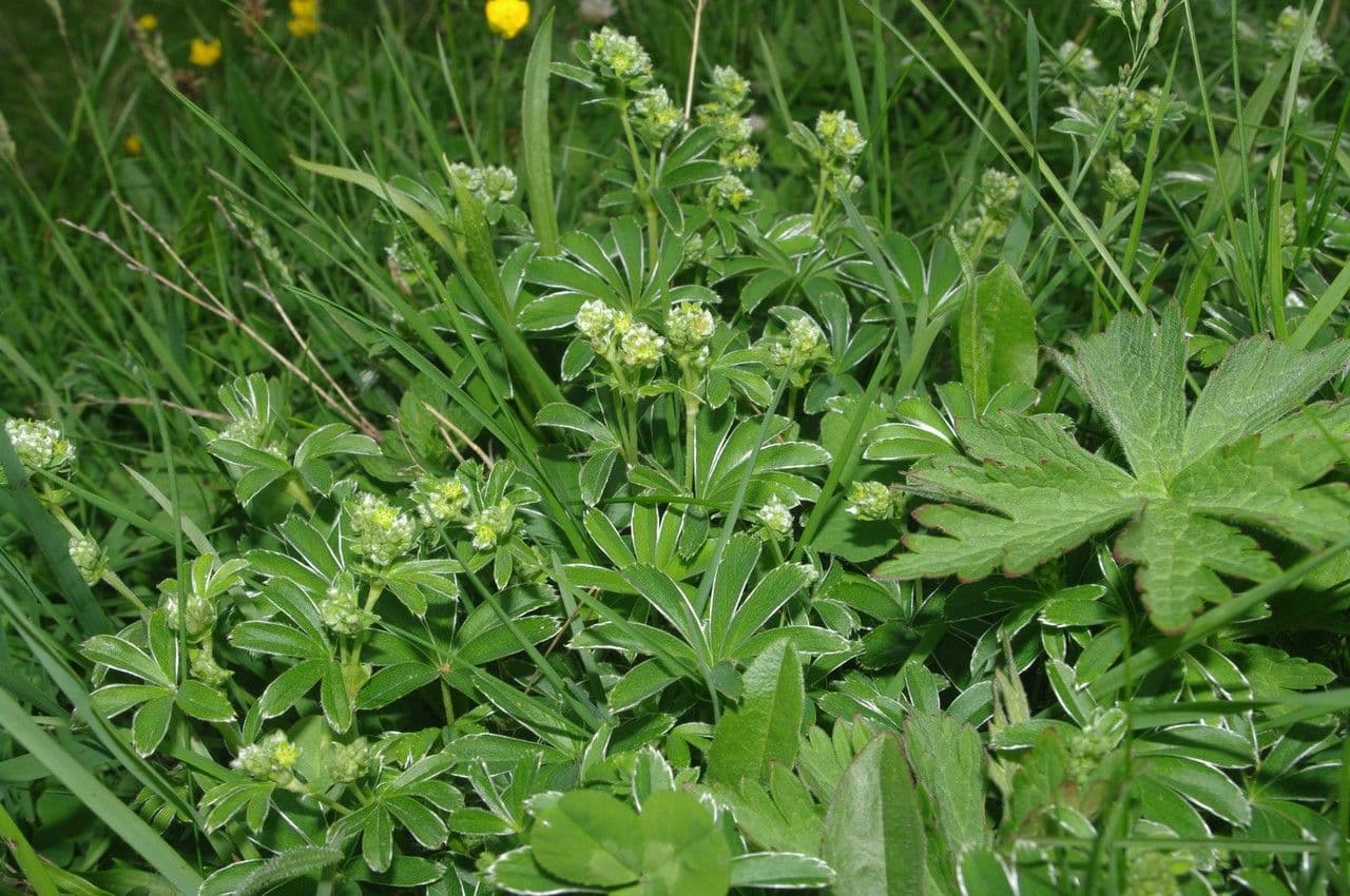 Przytulia 7