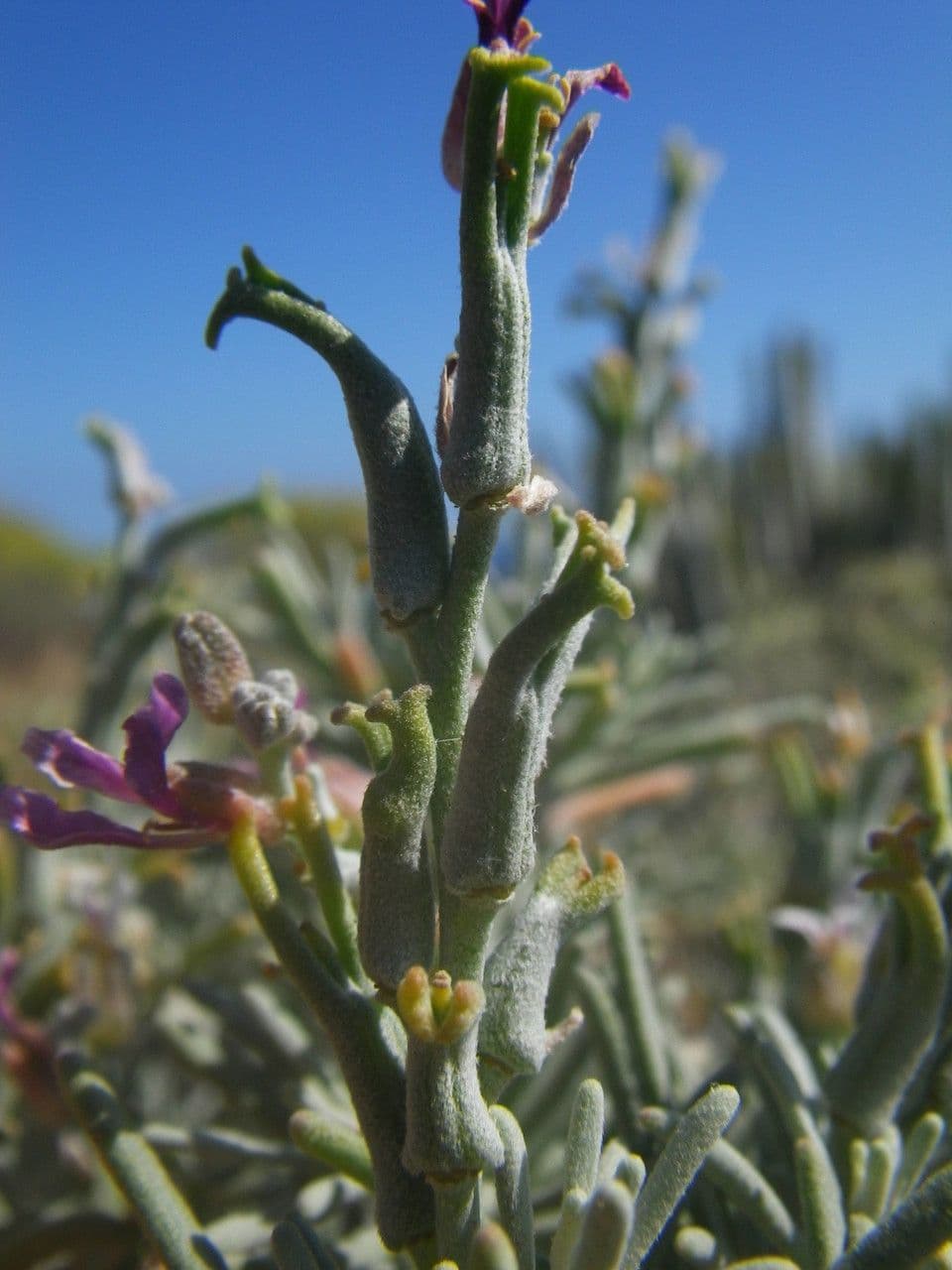 Parolinia 4