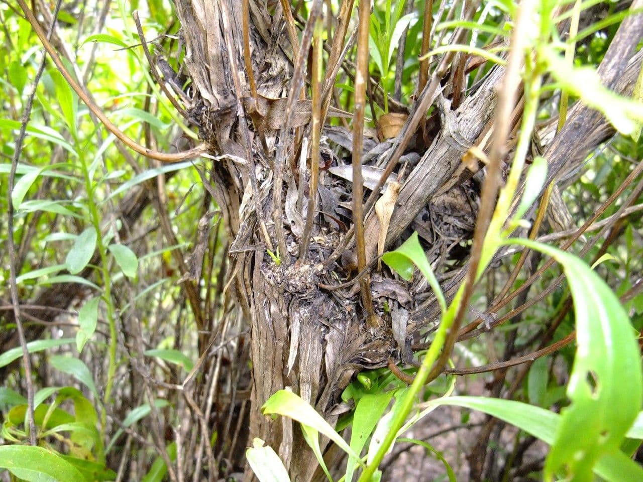 Globularia salicina 17