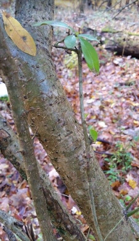 Chionanthus 22