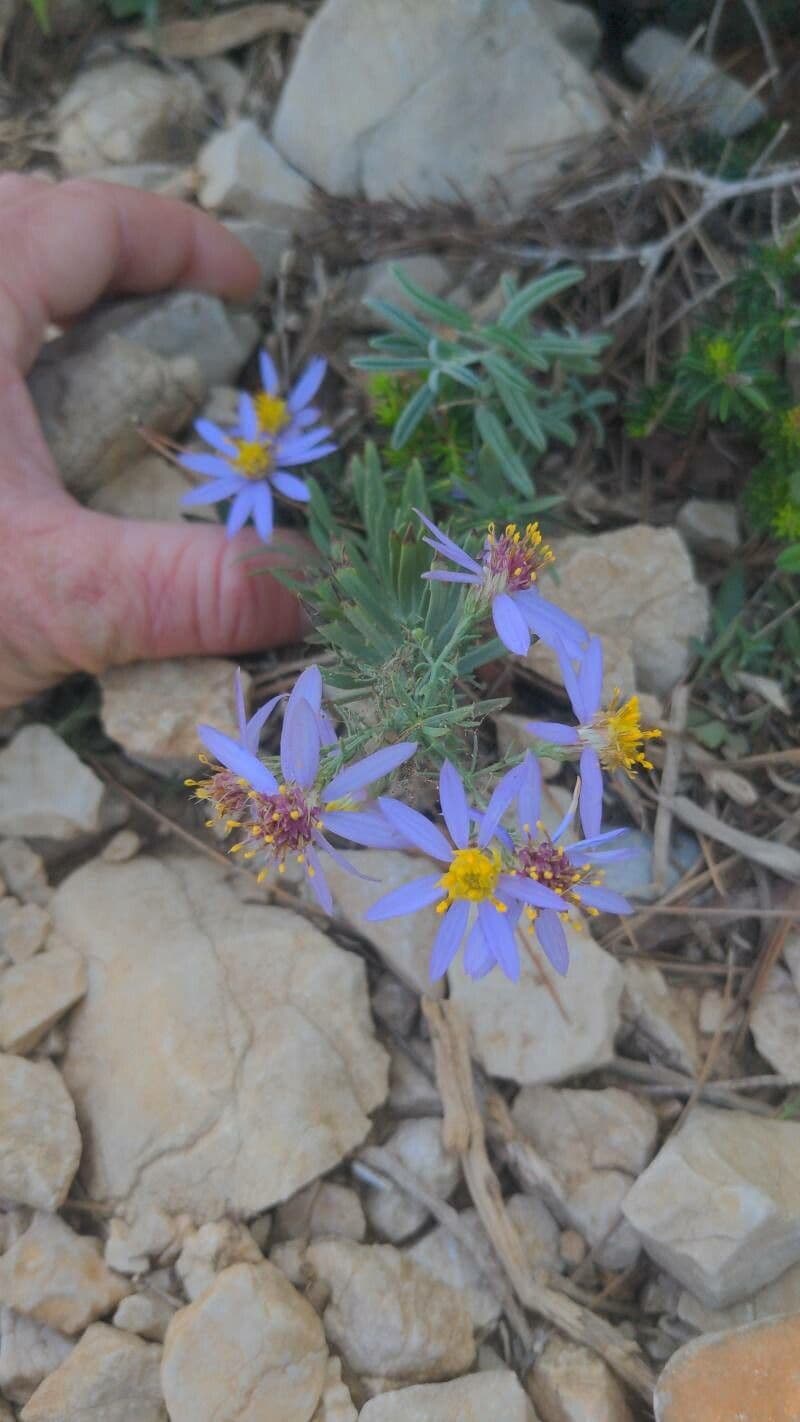 Galatella sedifolia 10