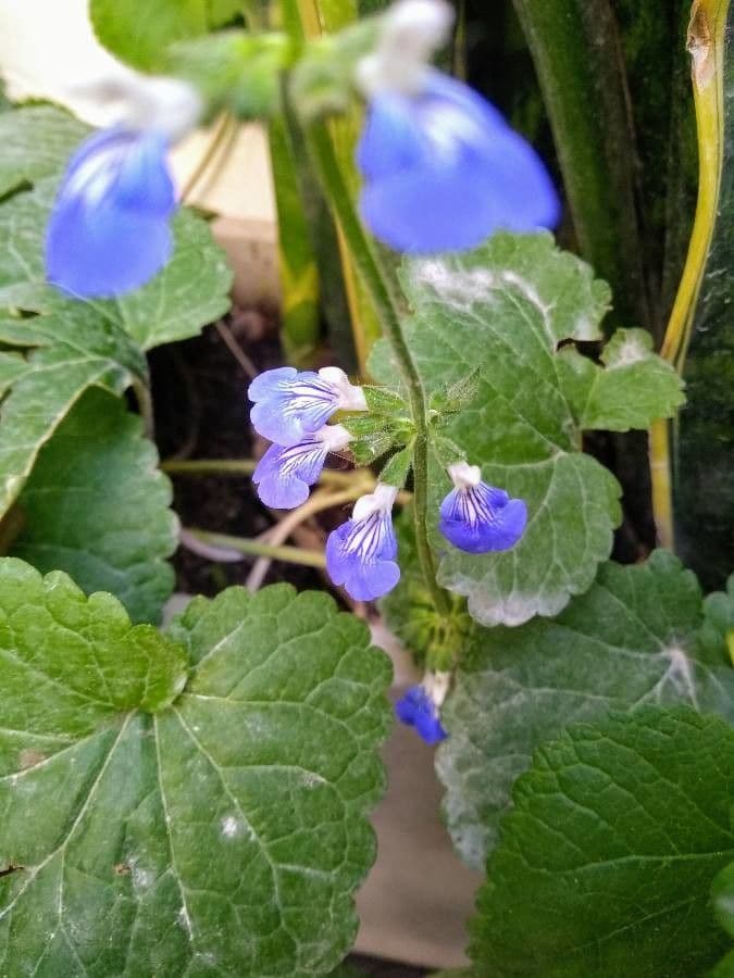 Salvia 3
