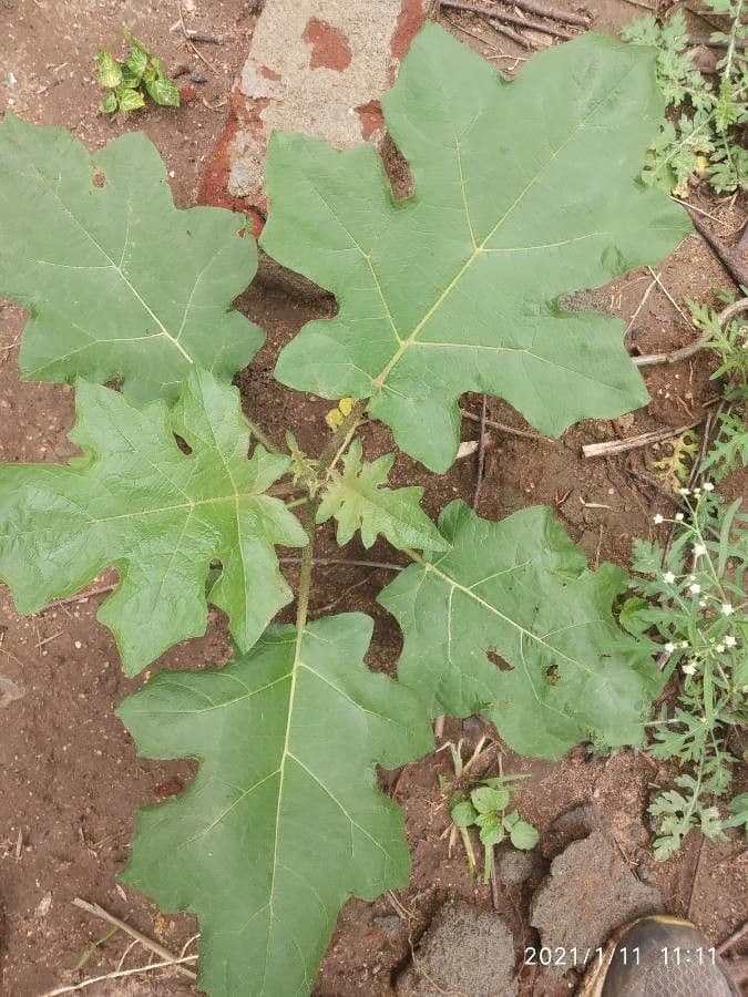 Solanum capsicoides 16