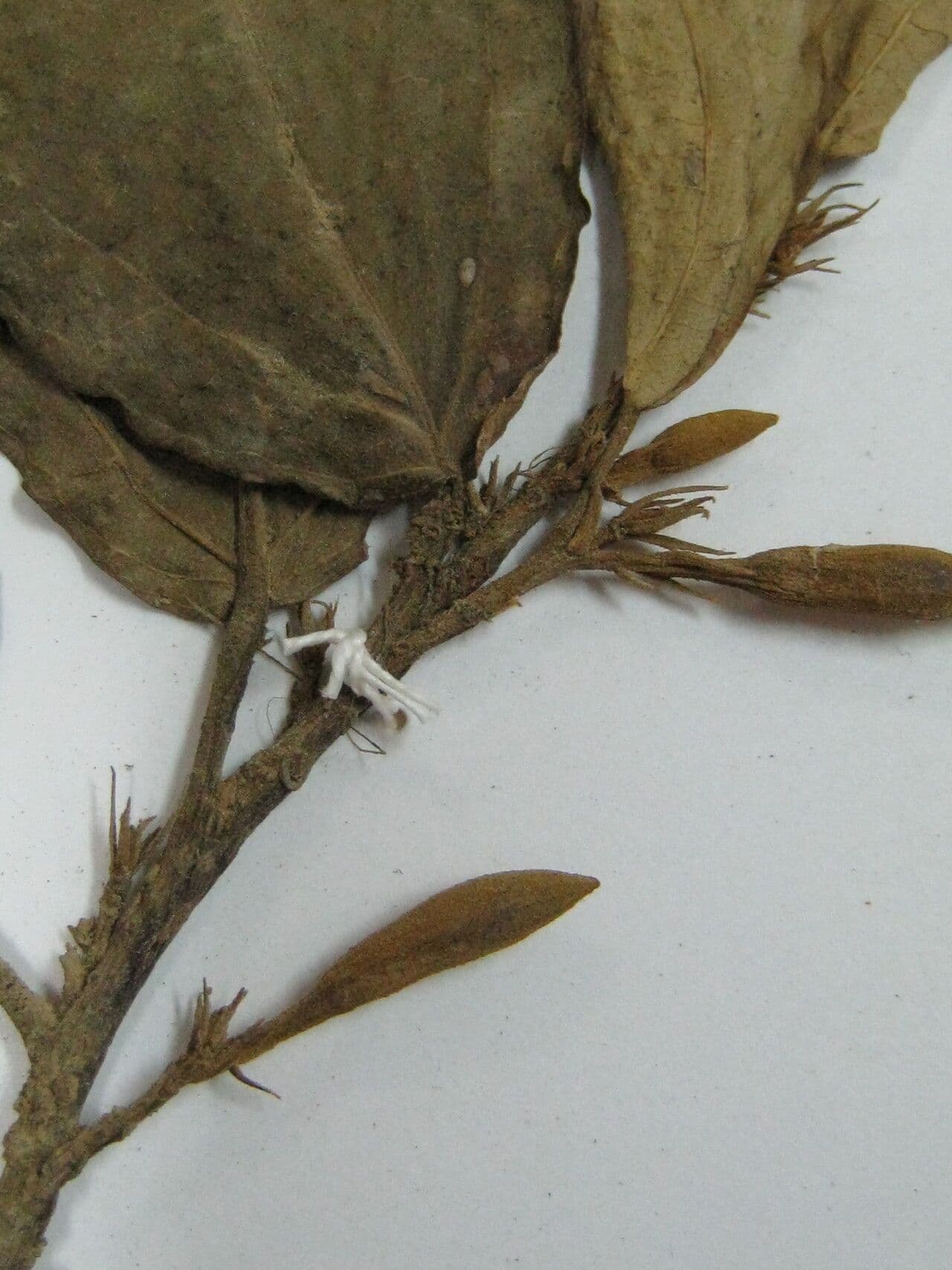 Quararibea 2