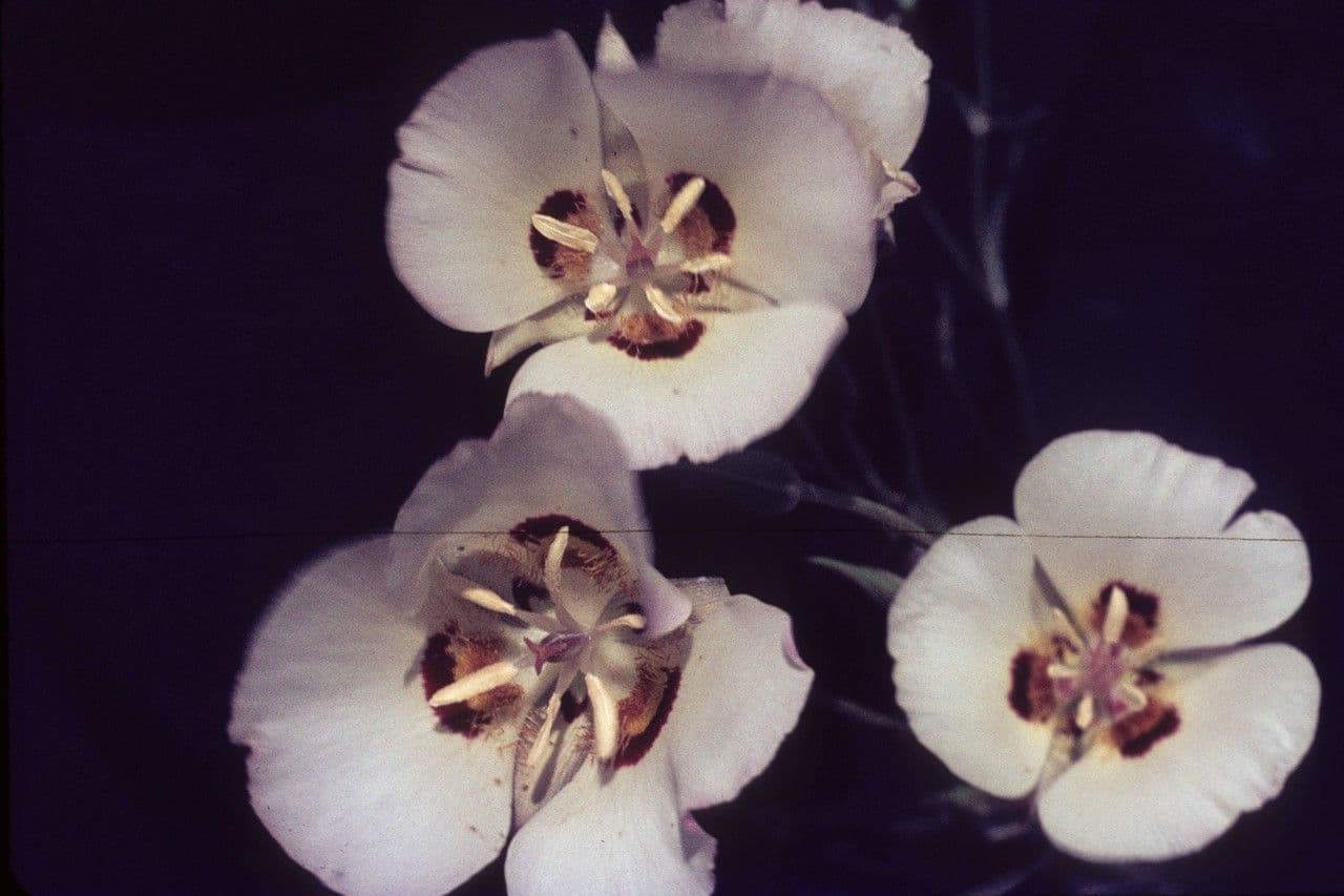 Calochortus