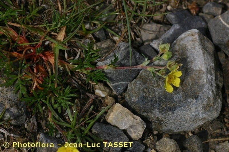 Potentilla multifida 7