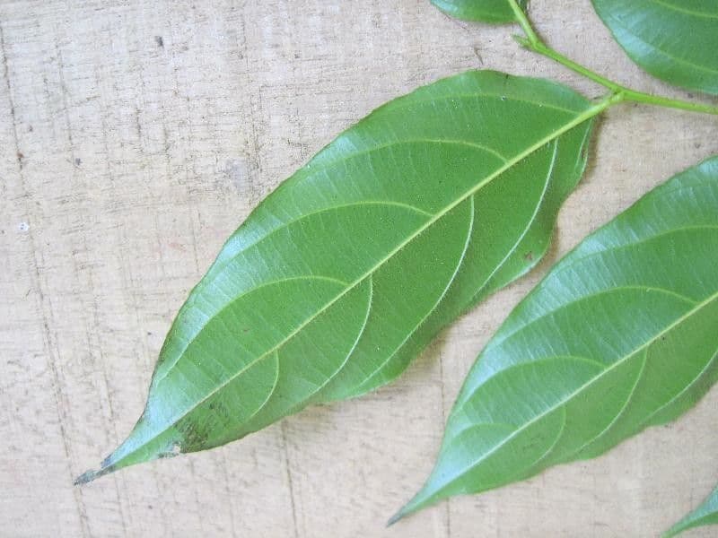 Goupia glabra 6
