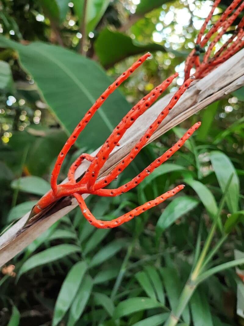 Palma tepejilote 9