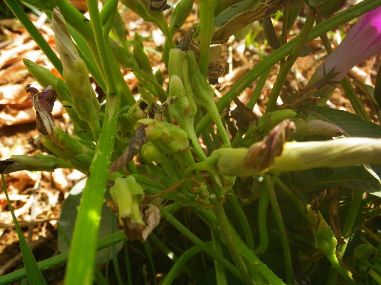 Ipomoea