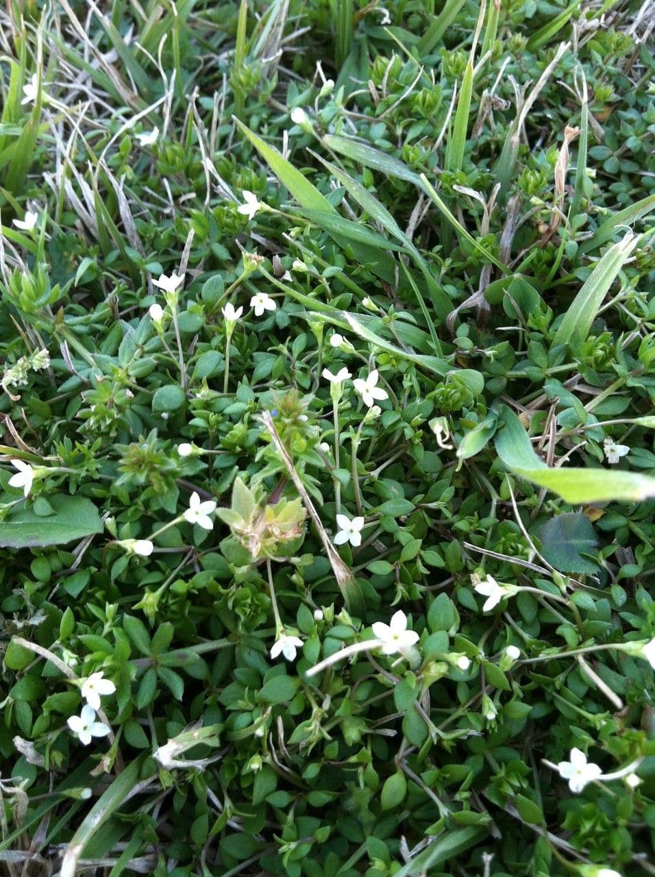 Houstonia micrantha 7