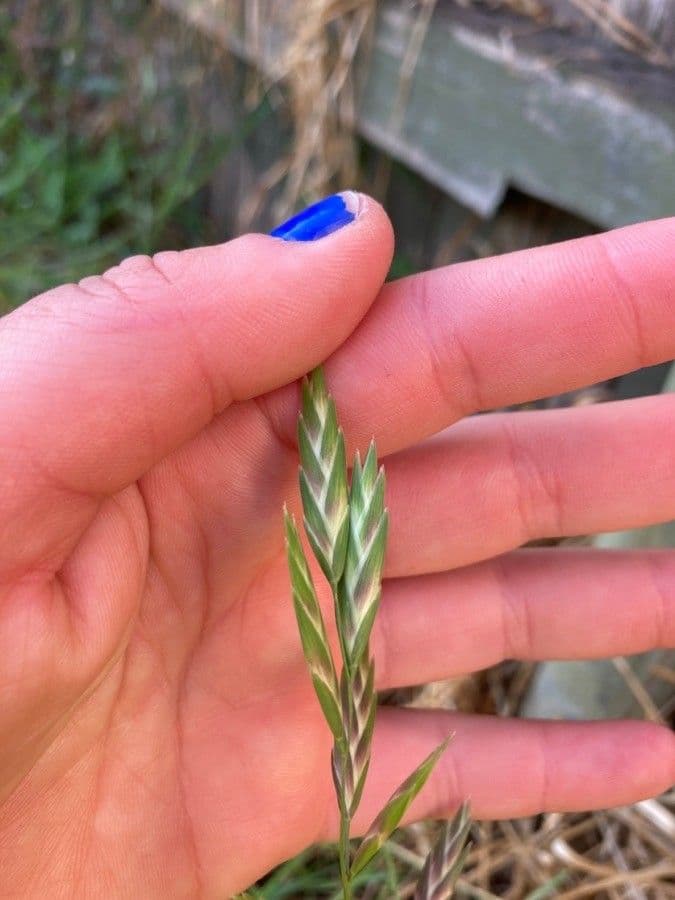 Cebadilla 5
