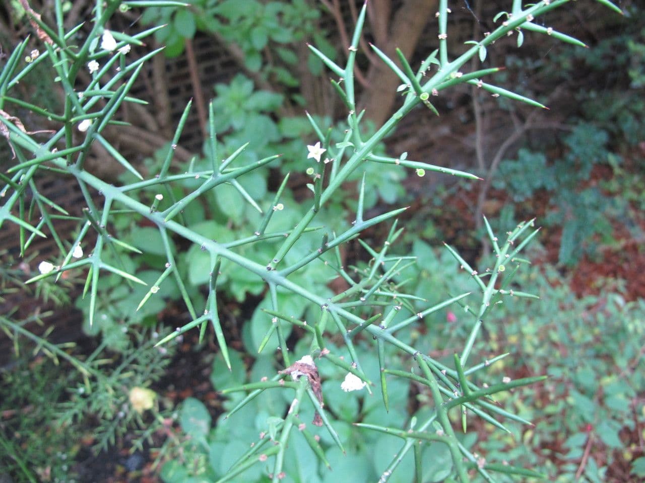 Colletia 10