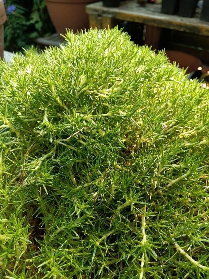 Scleranthus 14